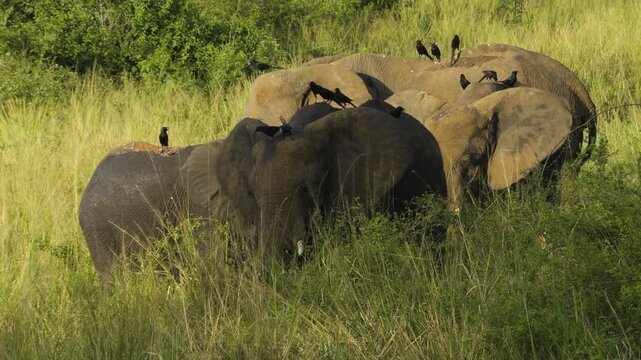 Elephant mother with three subadults in tall grass. Countless piapsiaks perch on the animals, fluttering up and down. The birds are hoping for food &ndash; parasites or insects stirred up by the elephants.