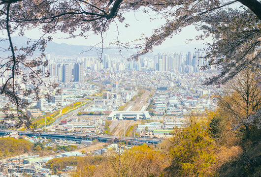 벚꽃과 서대구역