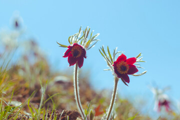 Obraz premium 할미꽃 (Pasqueflower)