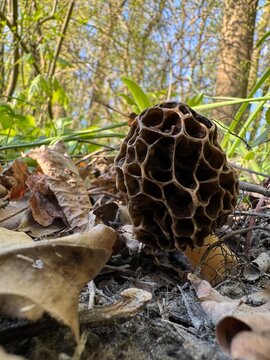 Morchel am Waldboden (morella)