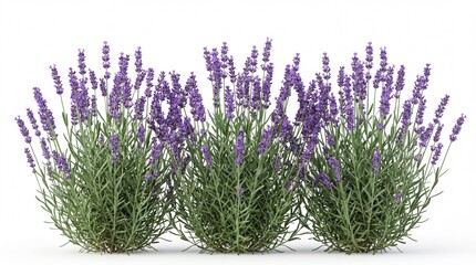 Obraz premium A vibrant bush of blooming purple salvia flowers with dense green foliage and tall upright spikes