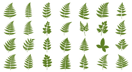 Fototapeta premium Green Fern Leaves Collection - Botanical Illustration Set