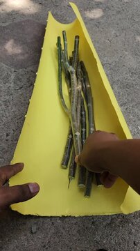 Hand placing fresh Chaya cuttings on yellow wrapping paper