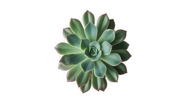 Green succulent rosette plant with red edges isolated on transparent background