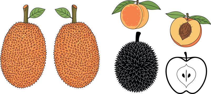Exotic fruits vector illustration set including jackfruit durian peach orange and apple with outline and detailed tropical fruit elements