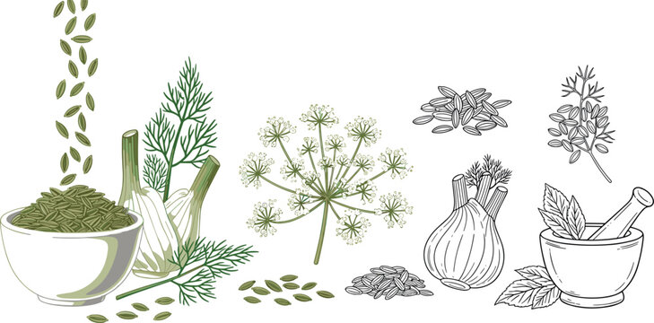Fennel seeds and bulb botanical illustration set with dill flower spice bowl and herbal sketch elements vector isolated