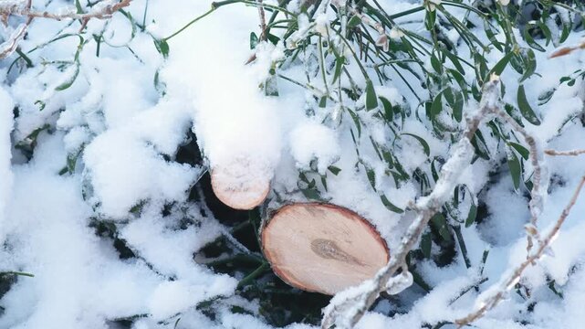 Detailed view of freshly cut boxwood branches laying on white winter snow with green leaves