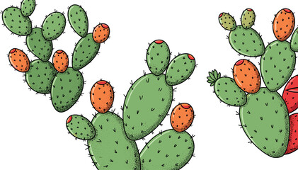 Hand drawn prickly pear cactus vector illustration with green pads and orange fruits desert botanical plant collection design © MatRukshana