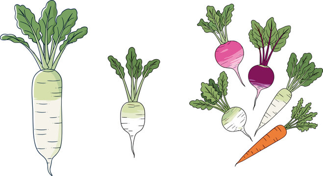 Hand drawn root vegetables vector illustration set featuring radish turnip carrot and daikon with leafy tops isolated on white background