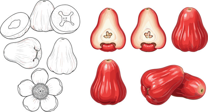 Hand drawn wax apple fruit illustration set with whole sliced and sketch variations tropical rose apple botanical vector collection