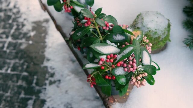 Beautiful Wintergreen plant with vibrant red berries and green leaves dusted with soft winter snow