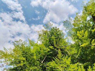 Fototapeta premium green leaves against blue sky