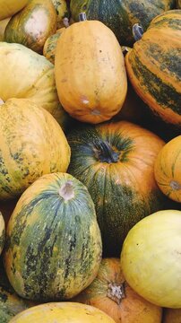 Pile of pumpkins including varieties like 'Turban' and 'Cucurbita' in natural autumn colors
