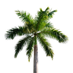 Fototapeta premium Tropical Palm Tree with Green Fronds on White Background