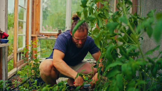 The Person Trims Plants With a Knife in the Greenhouse - Close Up