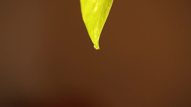 Glistening water drop slowly forming at the tip of a bright green leaf, eventually detaching and falling against a blurred brown background, highlighting nature's simple beauty