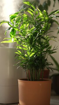 Electric aroma diffuser and humidifier generating steam to moisten the air around a lush green parlor palm, promoting healthy plant growth and a comfortable home environment