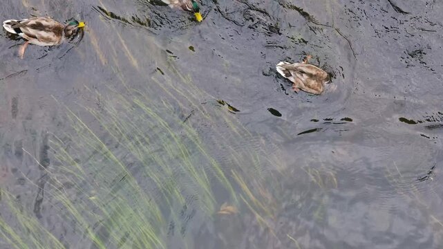 Ducks swimming in murky water with submerged aquatic plants like Elodea and Vallisneria