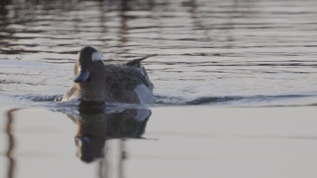 Male Garganey (Spatula querquedula). Close-up of a bird swimming in water. Slow motion.