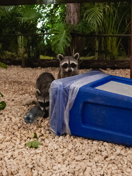Two curious raccoons investigate a blue container in a natural setting, surrounded by lush greenery that enhances their playful demeanor and evokes a sense of tranquility.