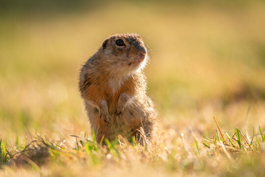 Spotted ground squirrel got out of his hole and looks around. Critically endangered species . Population is being restored in the Bryansk Forest Nature Reserve, the Save the Little Ones project