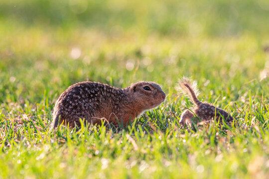 Spotted ground squirrel or spotted souslik (Spermophilus suslicus). Critically endangered species . Population is being restored in the Bryansk Forest Nature Reserve, the Save the Little Ones project