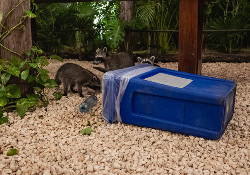 A group of adorable raccoons investigating a blue container in a gentle pebbled setting, surrounded by greenery, showcasing the playful nature and curiosity of these delightful creatures.