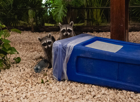 Two raccoons cautiously peer from behind a blue container, their inquisitive expressions revealing their curious nature within a charming outdoor setting filled with greenery.