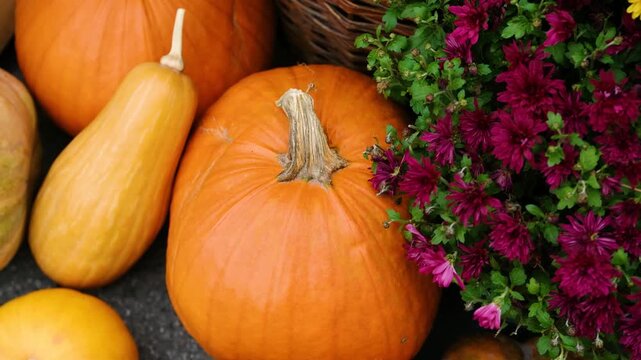 Various pumpkins and gourds sit near deep purple chrysanthemums on an outdoor surface.