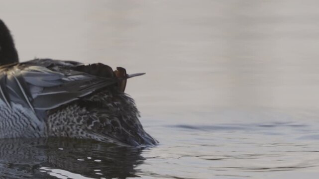Male Garganey (Spatula querquedula). Close-up of a bird swimming in water. Slow motion.