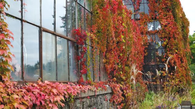 Autumn leaves climbing on a weathered stone building with large glass windows