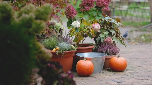Orange pumpkins sit by potted plants and a metal bucket on a paved path