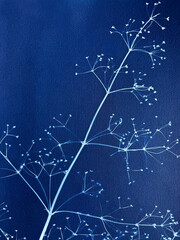 Fototapeta premium Flowering grass composition made in cyanotype technique