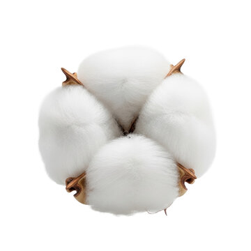 exquisitely detailed, transparent cotton ball floating, showing soft, cloud-like gossamer fibers against a transparent background, serene weightlessness concept