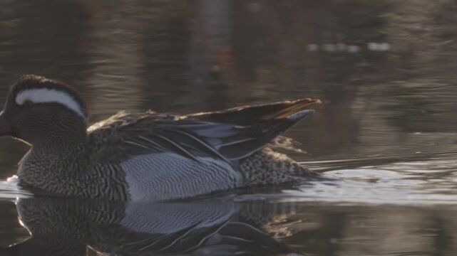 Male Garganey (Spatula querquedula). Close-up of a bird swimming in water. Slow motion.