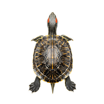 Painted turtle top view isolated on transparent background