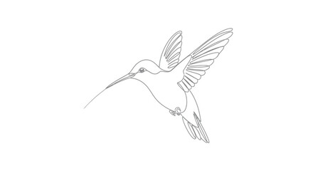 Fototapeta premium Hummingbird outline illustration on white background for creative design projects