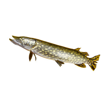 Freshwater Pike Fish Isolated on Transparent Background
