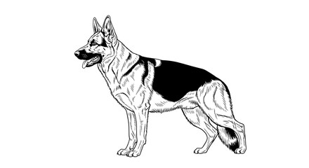Fototapeta premium German shepherd dog illustration