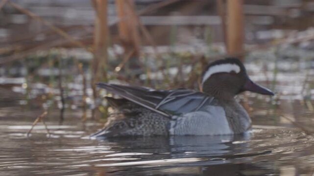 Male Garganey (Spatula querquedula). Close-up of a bird swimming in water. Slow motion.