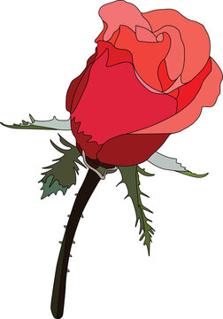 a single red rose bud in a semi opened state. The artwork uses a flat-color vector style with distinct black outlines. The rose petals feature various shades of red and pink to create a sense of depth