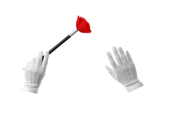 Male magician's hands with flower on white background