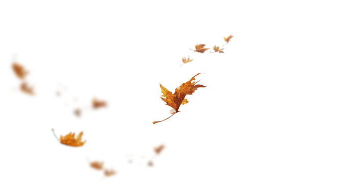 leaf leaves isolated autumn winter season background falling fall platanus tree wid air w
