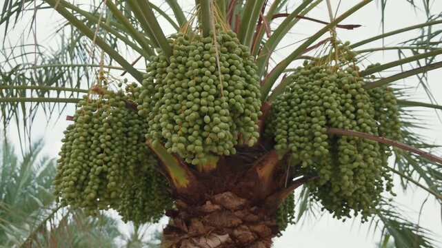 Close up of green dates growing on date palm tree