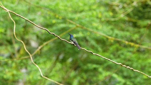 Horizontal image of a White-necked Jacobin Florisuga mellivora perched on a horizontal branch, showcasing its elegant posture and contrasting plumage in a natural setting.