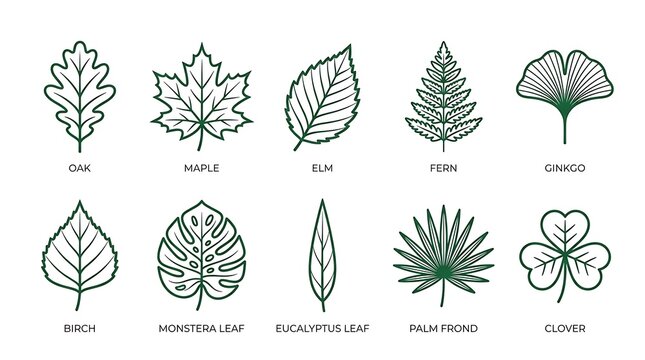Collection of various leaf types.