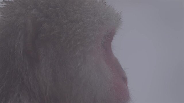 Close-up of a Japanese macaque slowly turning its head, revealing red facial features and an inquisitive gaze.