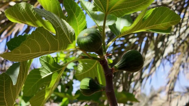 Close up of a fig tree branch with unripe green fruits and large, vibrant leaves swaying gently in the breeze, with bright sunlight filtering through and a palm tree in the background