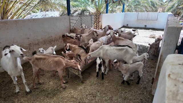 Herd of hungry goats and their young kids eating fresh hay from a feeder inside a rustic barn enclosure on a sunny day. Livestock farming concept showing domestic animals in their habitat