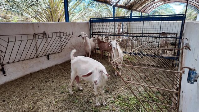 Small herd of domestic goats standing inside a fenced pen on a rural farm, with one white goat turning and looking around while others stand near the gate with hay on the ground